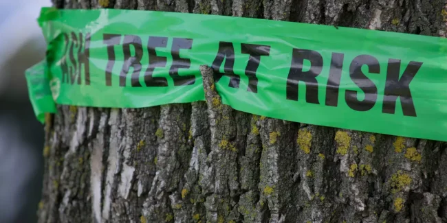 We’re removing trees affected by ash dieback