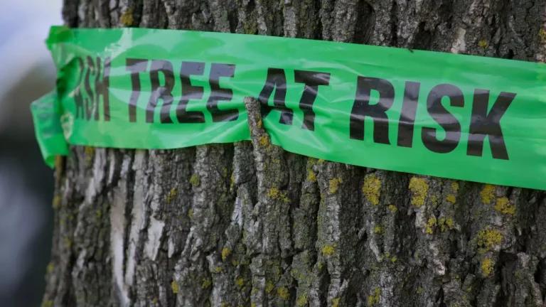 We’re removing trees affected by ash dieback