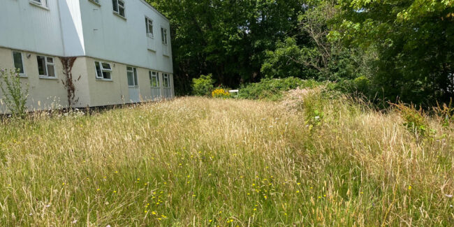 Treasured natural habitat curated by Bron Afon