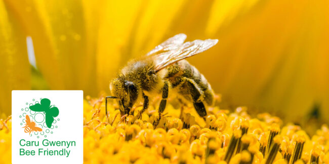 We’re buzzing about achieving Bee Friendly status – again!