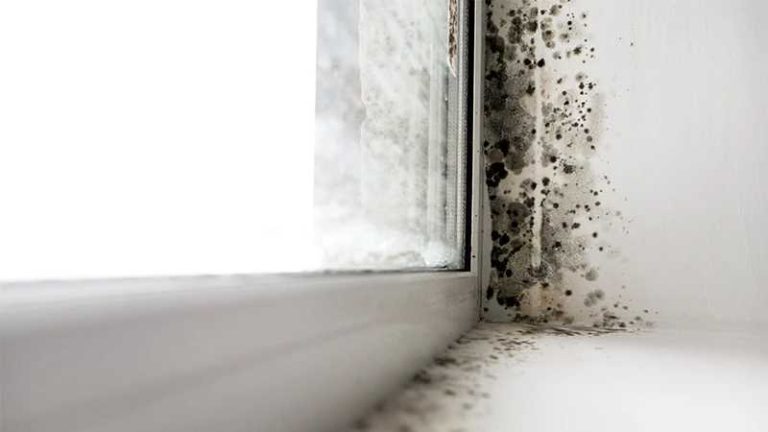 Preventing damp and mould in your home