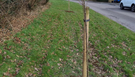 Over 8,500 Trees and Shrubs Planted Across Torfaen by Bron Afon and Torfaen Council
